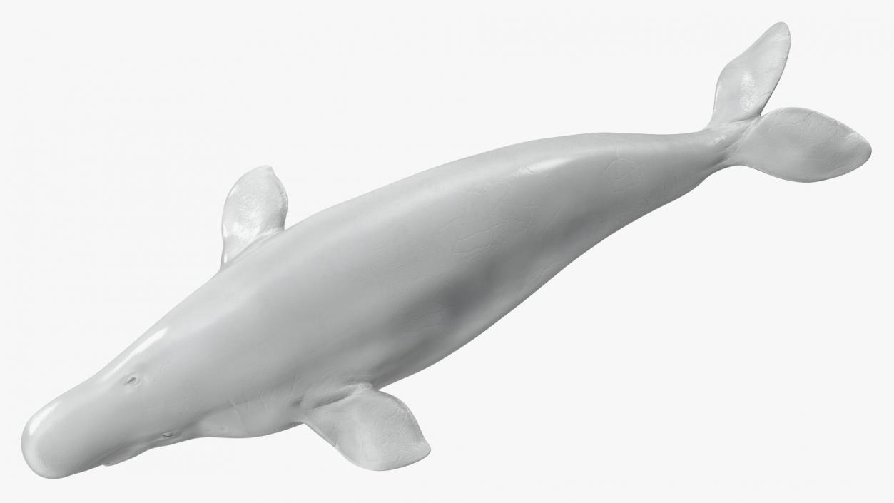 Beluga Whale Adult Rigged for Maya 3D model