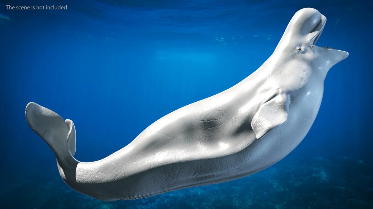 Beluga Whale Adult Rigged for Maya 3D model