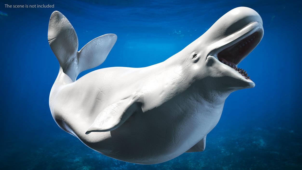 Beluga Whale Adult Rigged for Maya 3D model