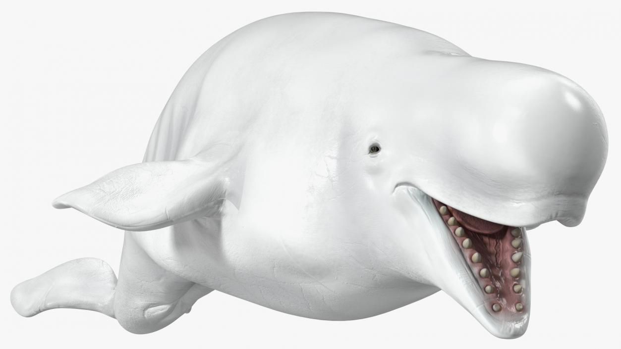 Beluga Whale Adult Rigged for Maya 3D model