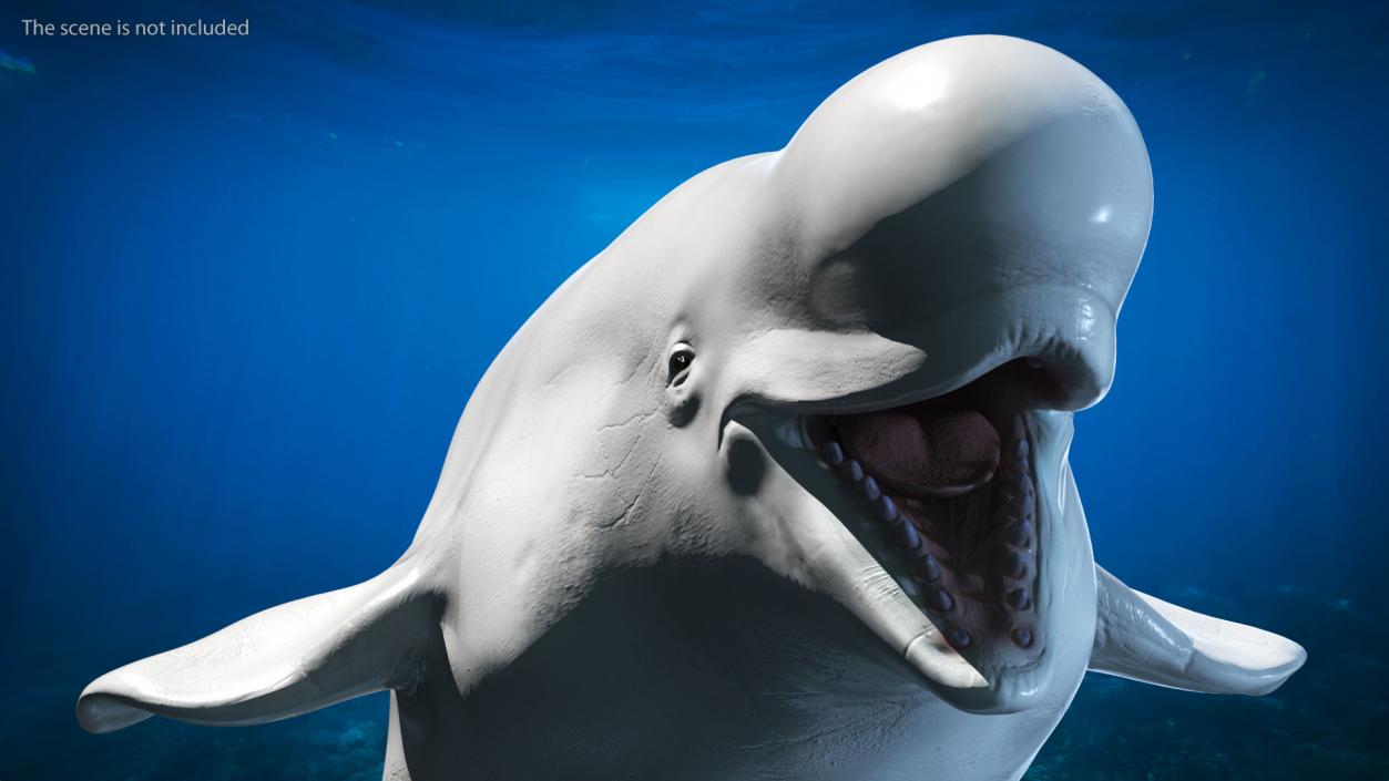 Beluga Whale Adult Rigged for Maya 3D model