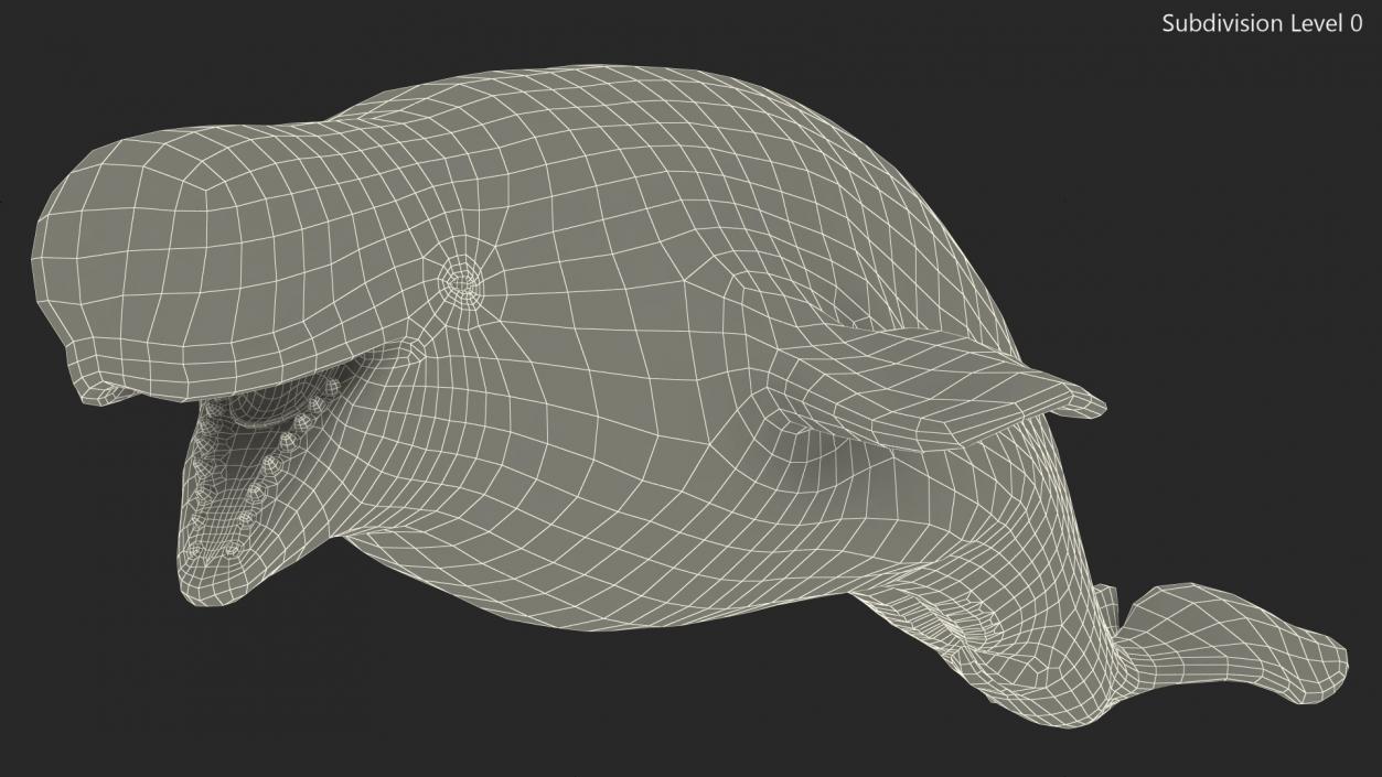 Beluga Whale Adult Rigged for Maya 3D model