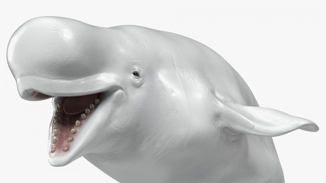 Beluga Whale Adult Rigged for Maya 3D model