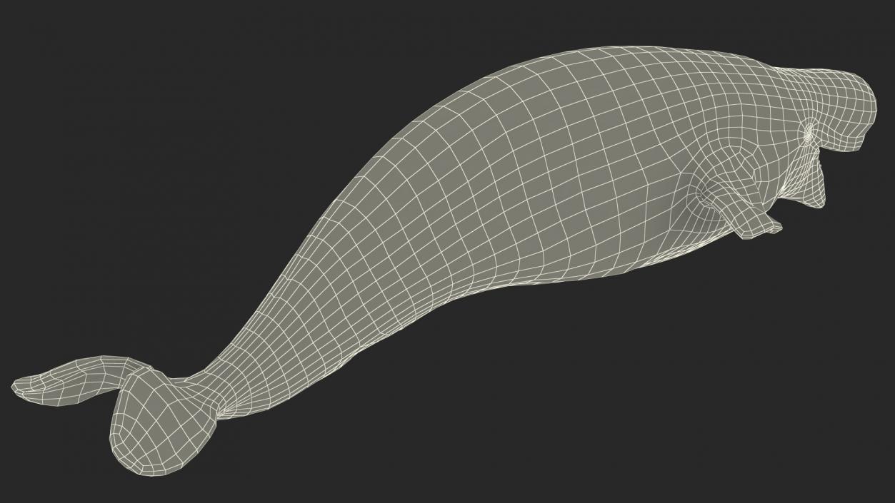 Beluga Whale Adult Rigged for Maya 3D model