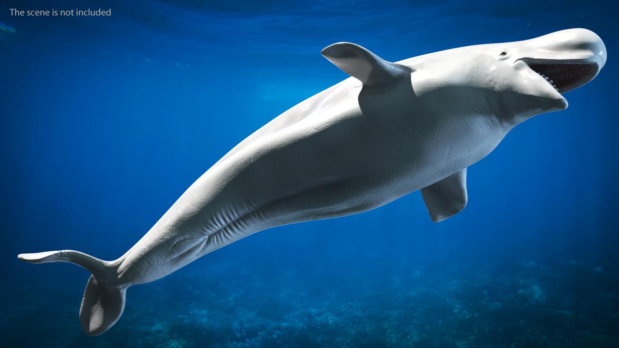 Beluga Whale Adult Rigged for Maya 3D model