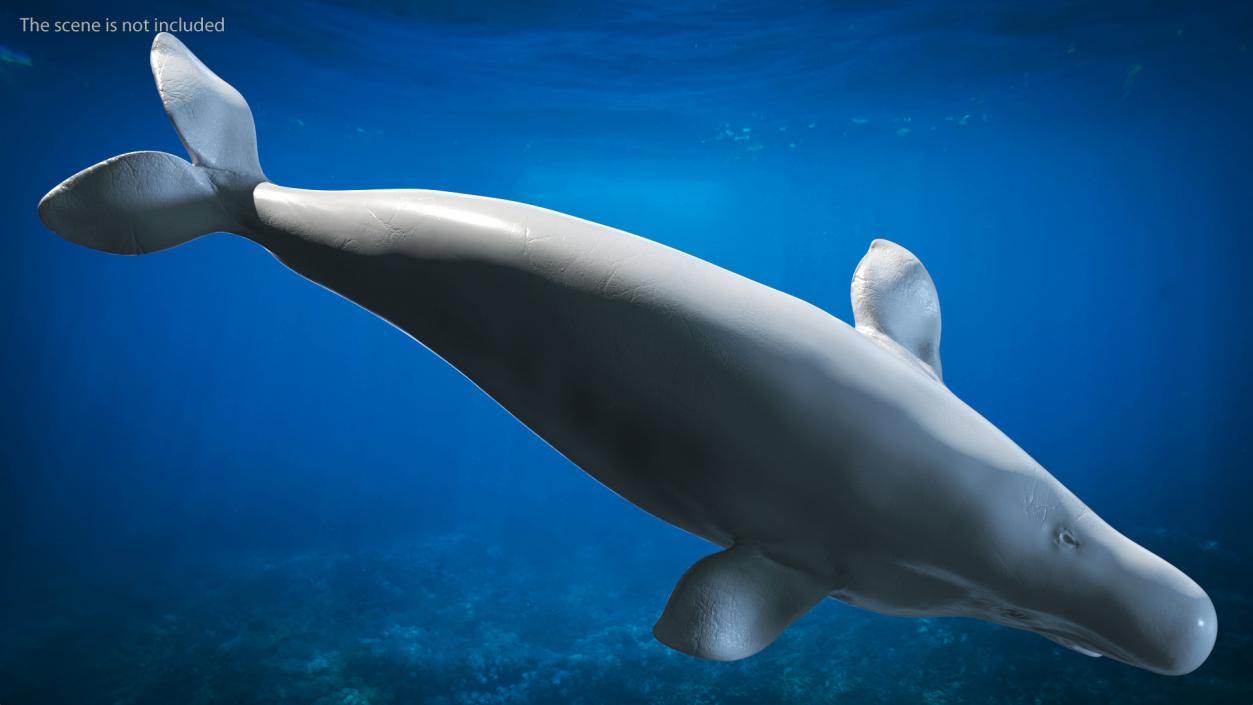 Beluga Whale Adult Rigged for Maya 3D model