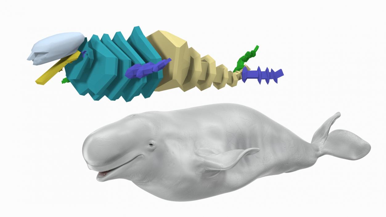 Beluga Whale Adult Rigged for Maya 3D model