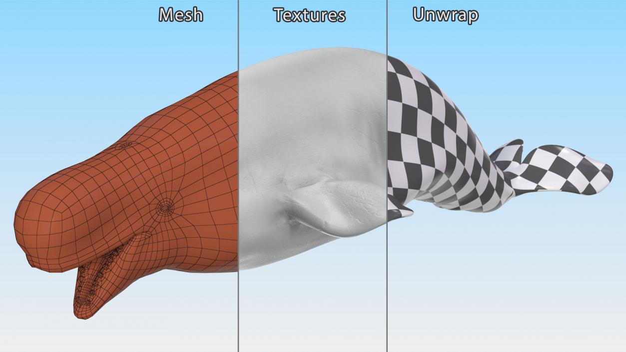 Beluga Whale Adult Rigged for Maya 3D model