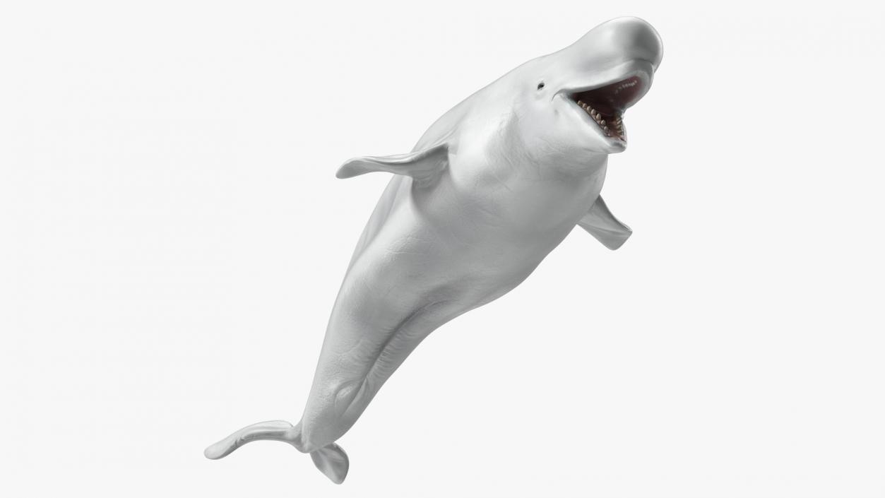 Beluga Whale Adult Rigged for Maya 3D model