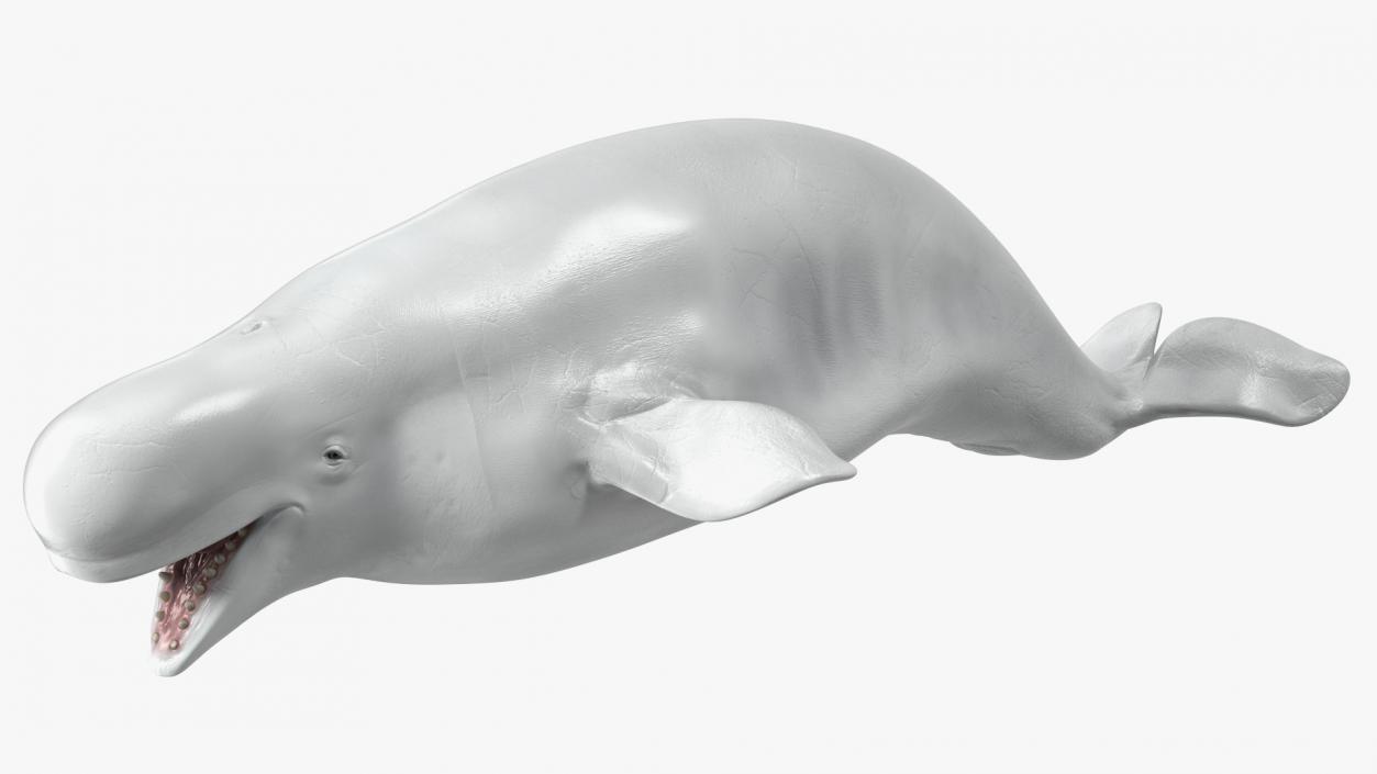 Beluga Whale Adult Rigged for Maya 3D model