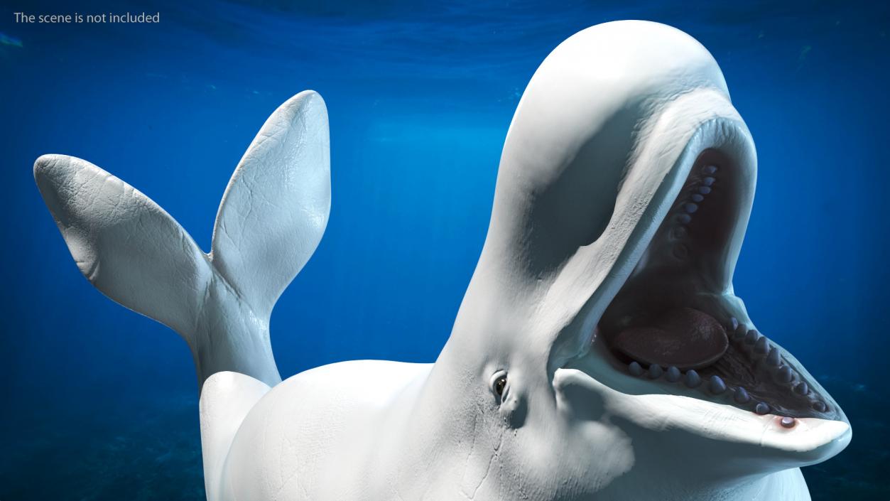 Beluga Whale Adult Rigged for Maya 3D model