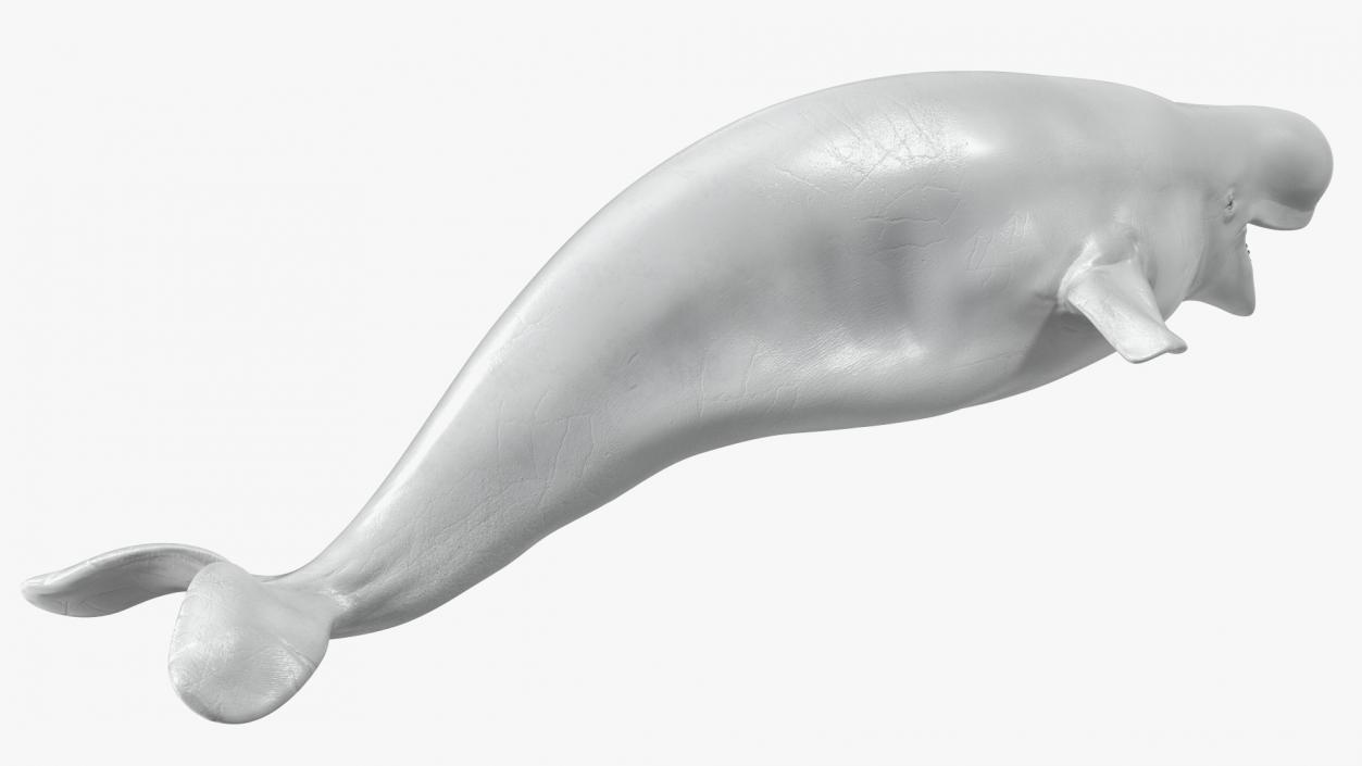 Beluga Whale Adult Rigged for Maya 3D model