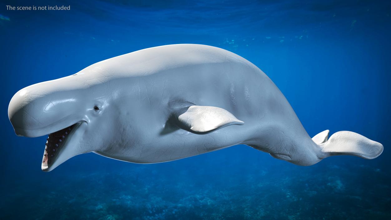 Beluga Whale Adult Rigged for Maya 3D model