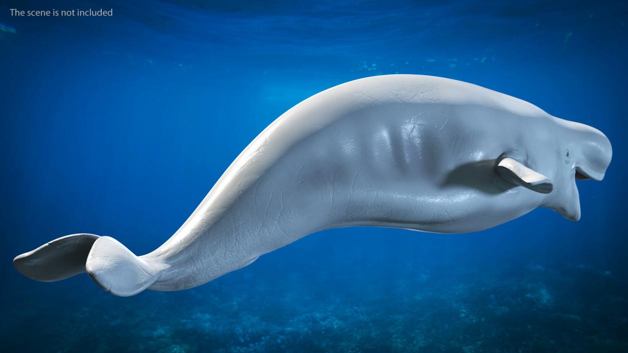 Beluga Whale Adult Rigged for Maya 3D model