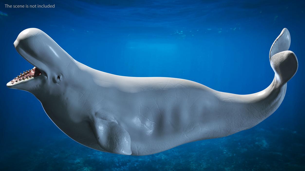 Beluga Whale Adult Rigged for Maya 3D model