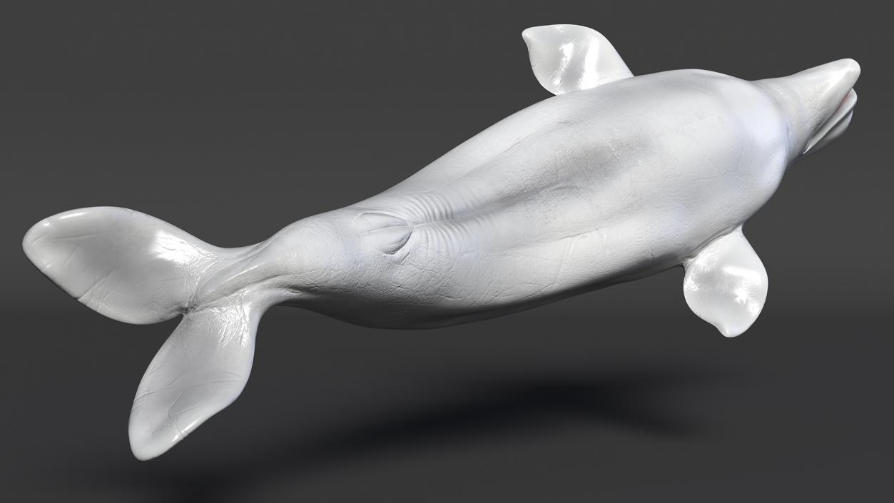 Beluga Whale Adult Rigged for Maya 3D model