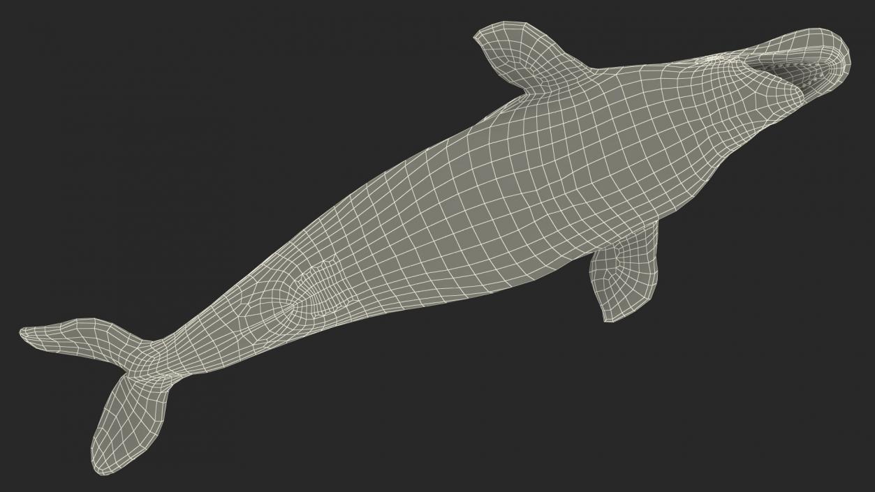 Beluga Whale Adult Rigged for Maya 3D model