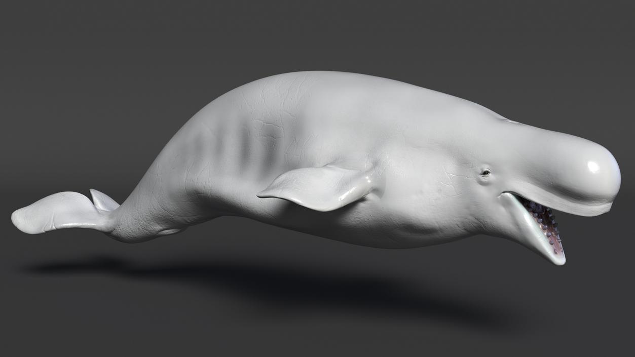 Beluga Whale Adult Rigged for Maya 3D model