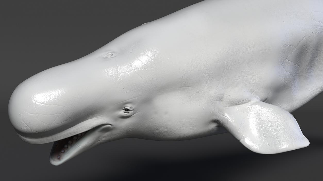 Beluga Whale Adult Rigged for Maya 3D model