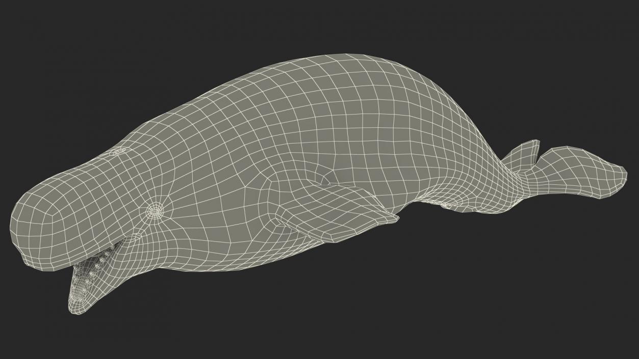 Beluga Whale Adult Rigged for Maya 3D model