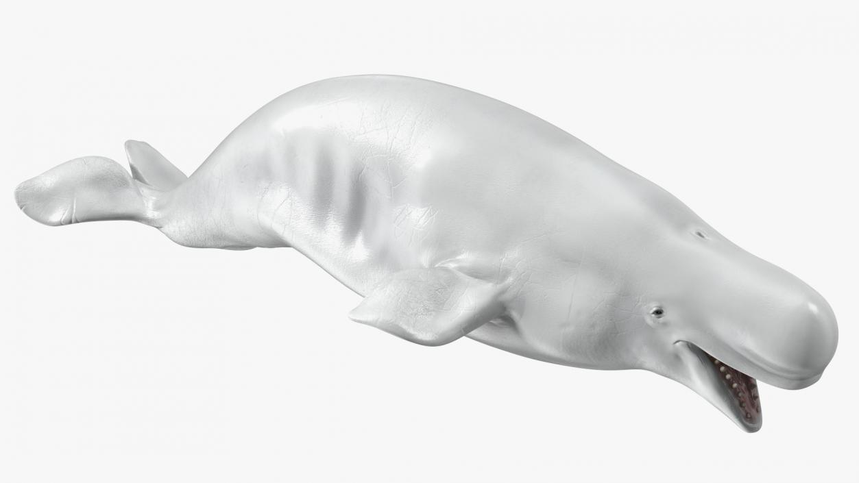 Beluga Whale Adult Rigged for Maya 3D model