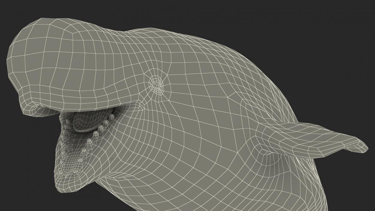 Beluga Whale Adult Rigged for Maya 3D model