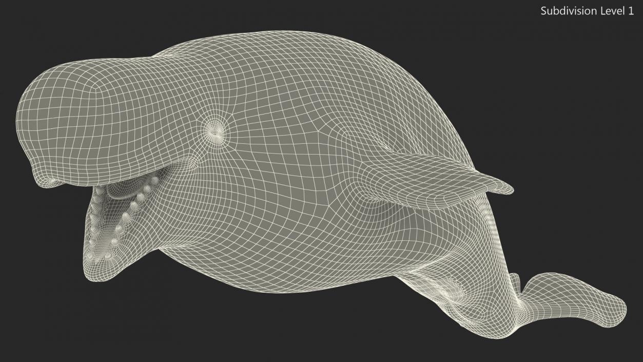 Beluga Whale Adult Rigged for Maya 3D model