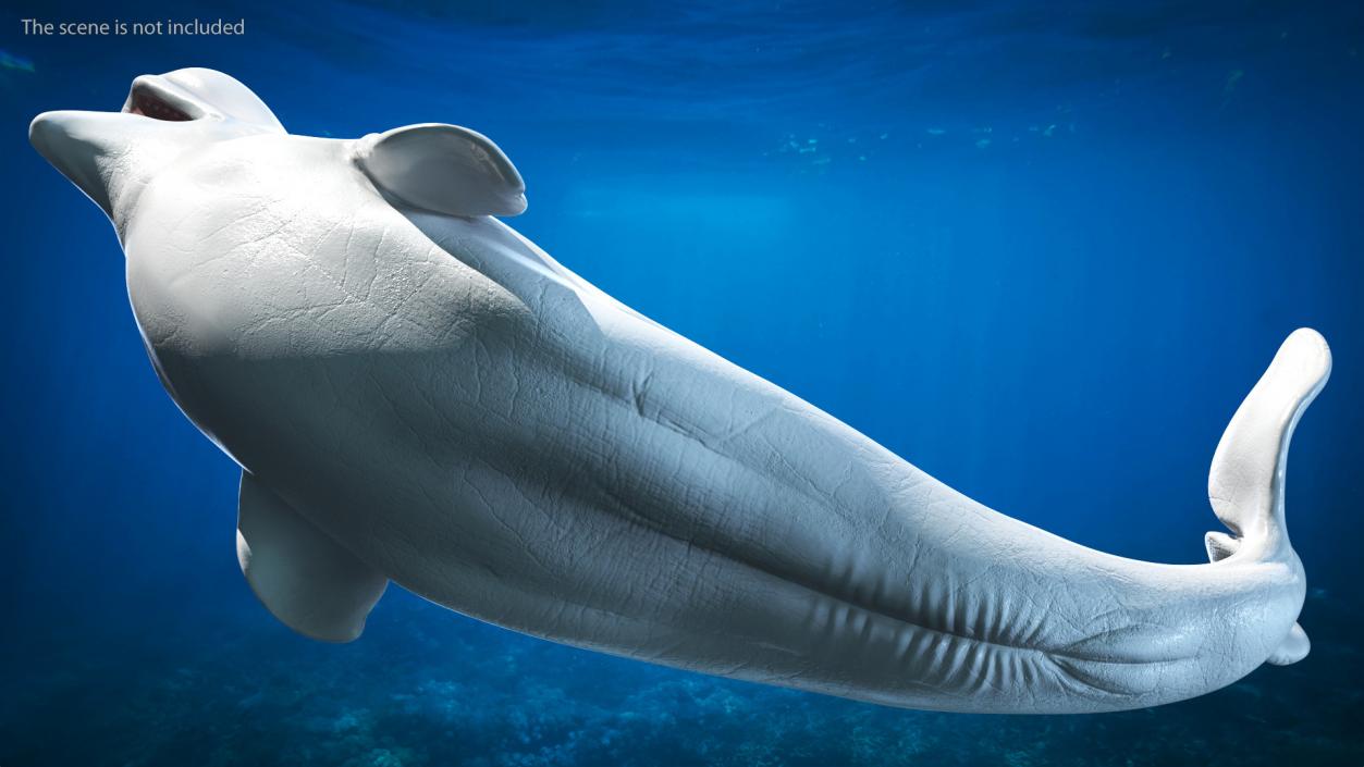 Beluga Whale Adult Rigged for Maya 3D model