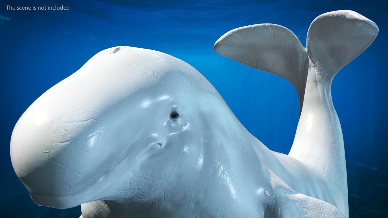 Beluga Whale Adult Rigged for Maya 3D model