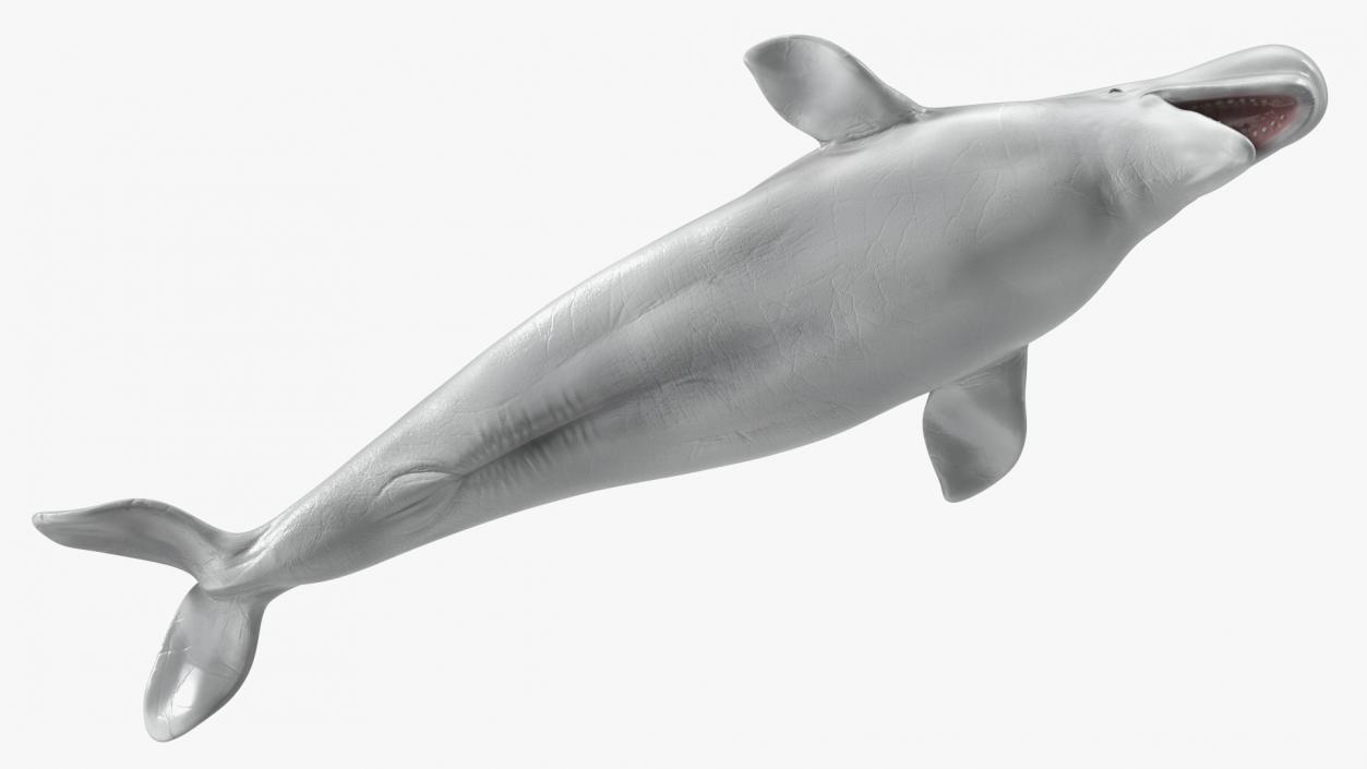 Beluga Whale Adult Rigged for Maya 3D model