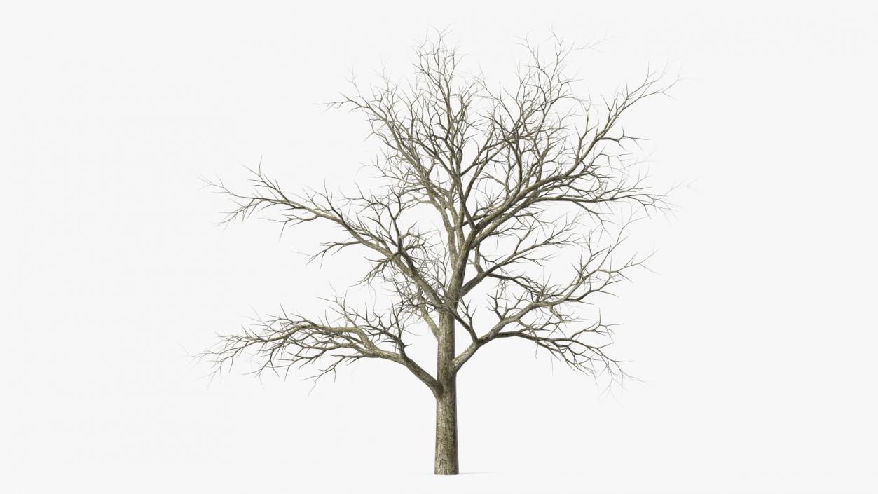 Swamp White Oak Winter 3D