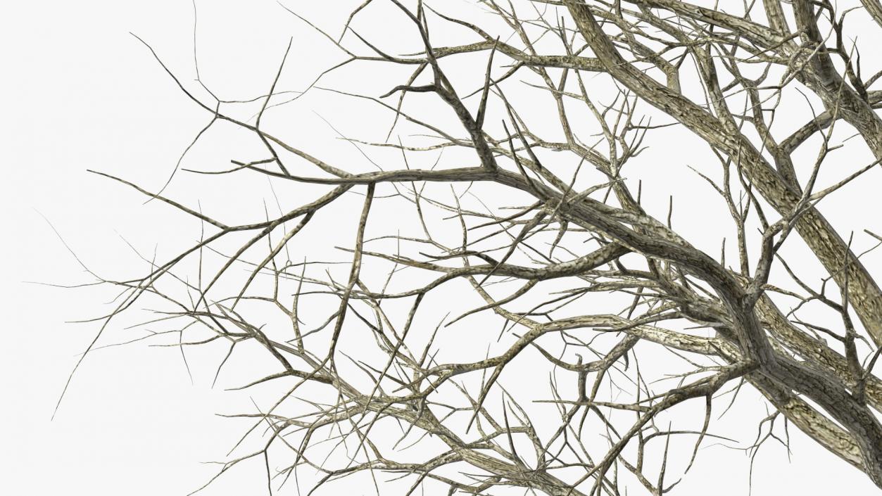 Swamp White Oak Winter 3D