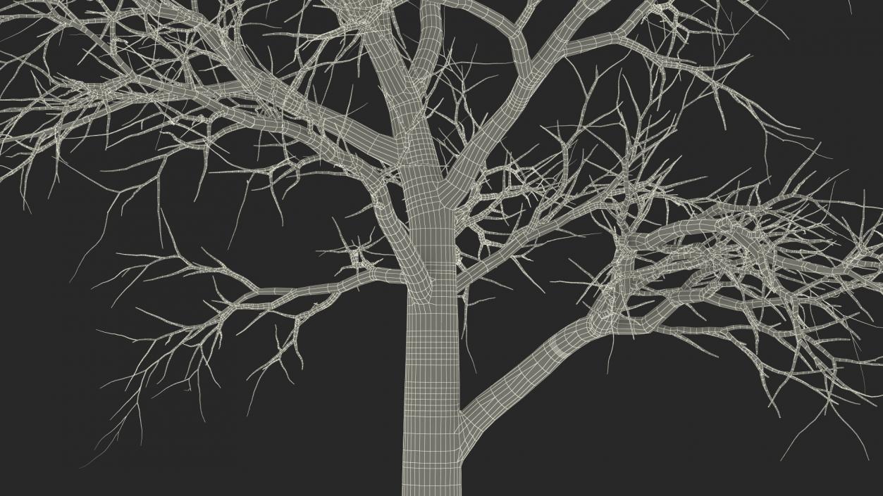 Swamp White Oak Winter 3D