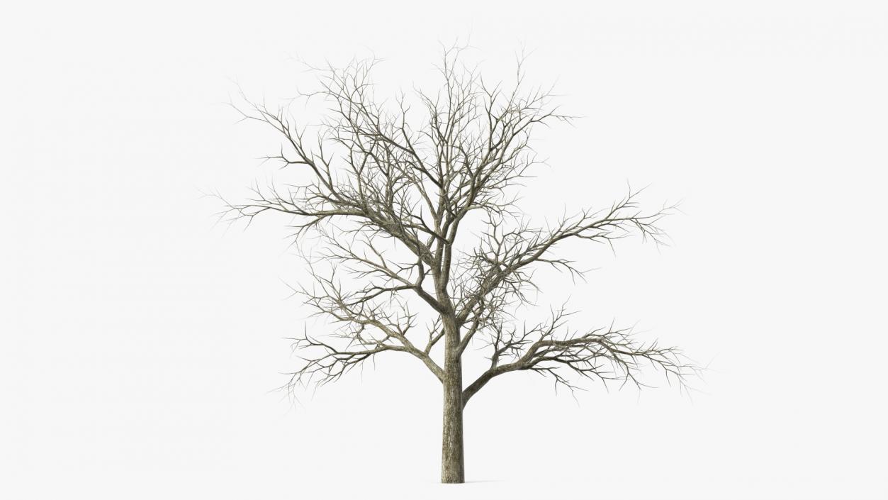 Swamp White Oak Winter 3D