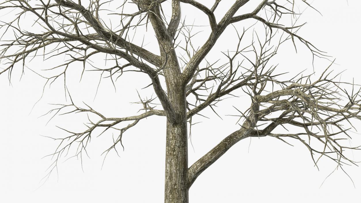 Swamp White Oak Winter 3D