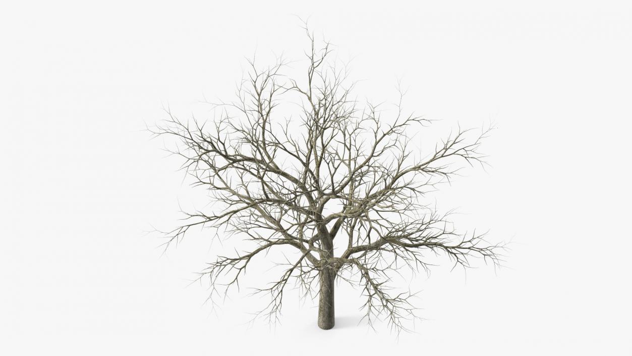 Swamp White Oak Winter 3D