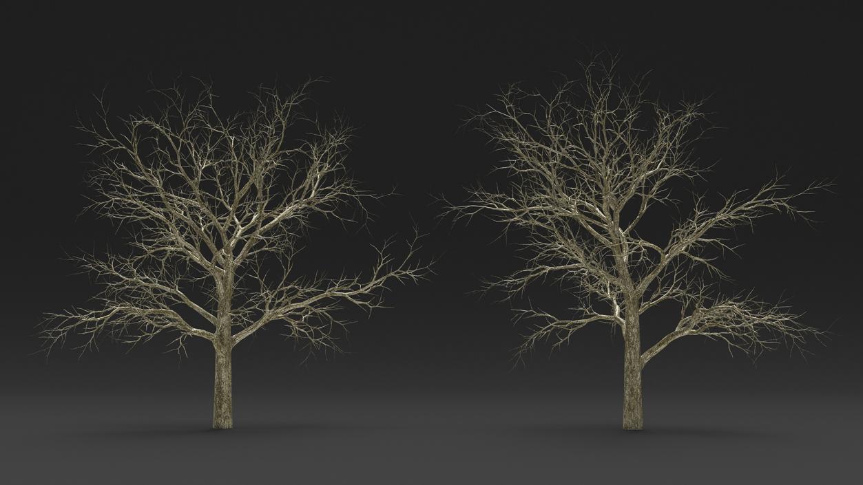 Swamp White Oak Winter 3D