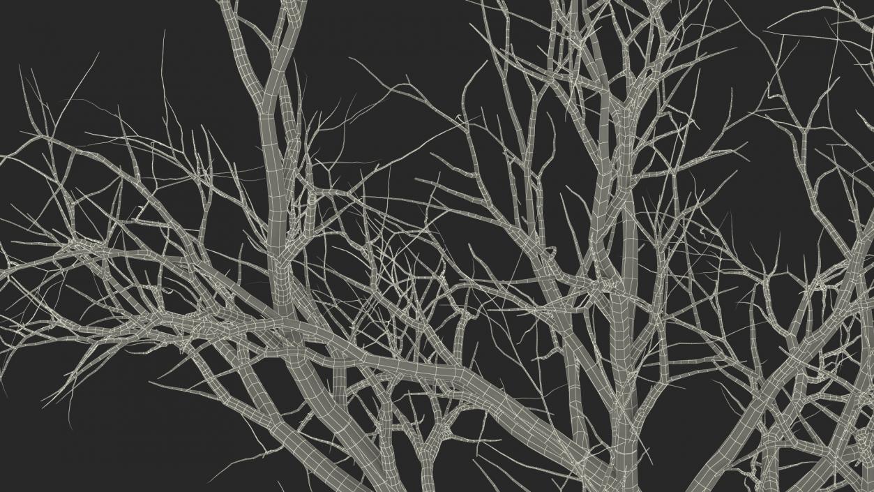 Swamp White Oak Winter 3D