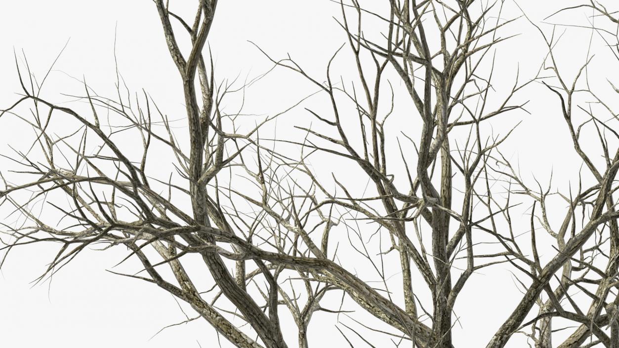 Swamp White Oak Winter 3D