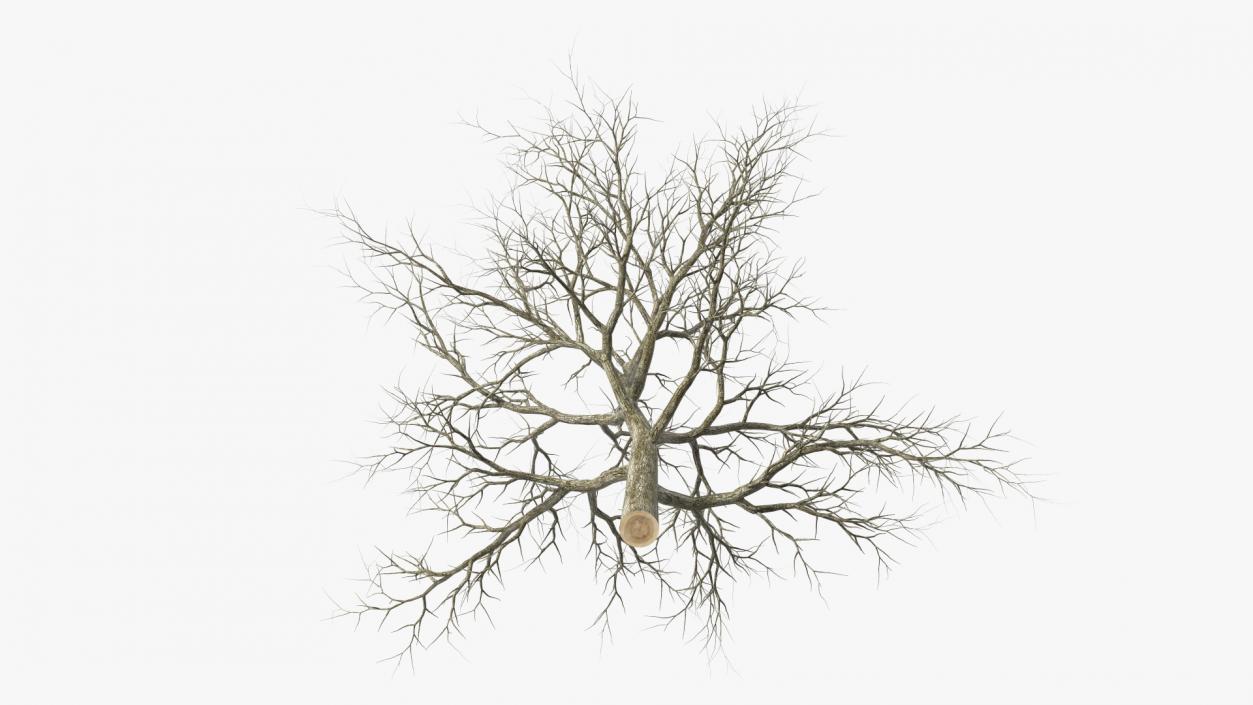 Swamp White Oak Winter 3D