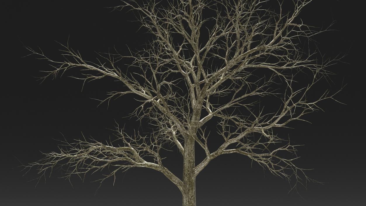 Swamp White Oak Winter 3D