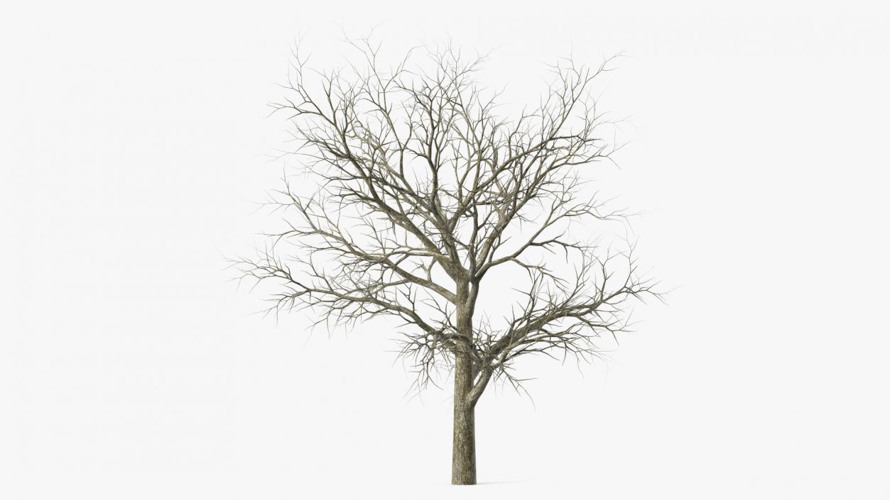 Swamp White Oak Winter 3D