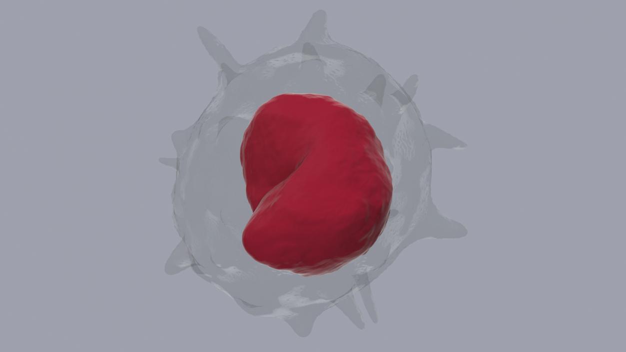 Monocyte Blood Cell 3D model