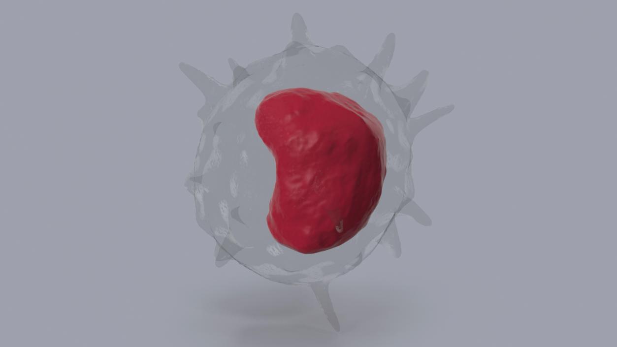 Monocyte Blood Cell 3D model