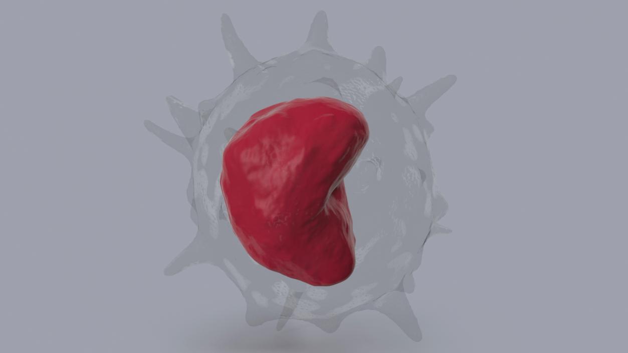 Monocyte Blood Cell 3D model