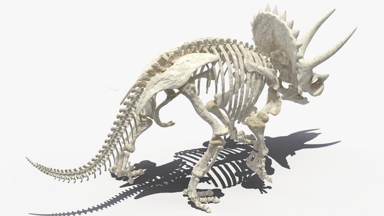 Triceratops Horridus Skeleton Walking Pose 3D