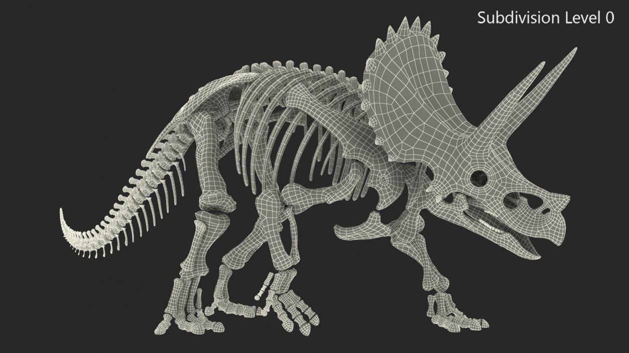 Triceratops Horridus Skeleton Walking Pose 3D