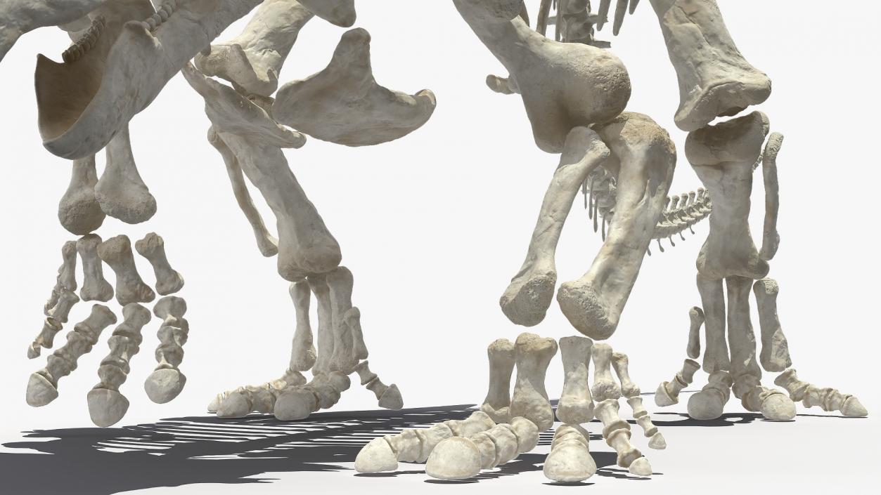 Triceratops Horridus Skeleton Walking Pose 3D