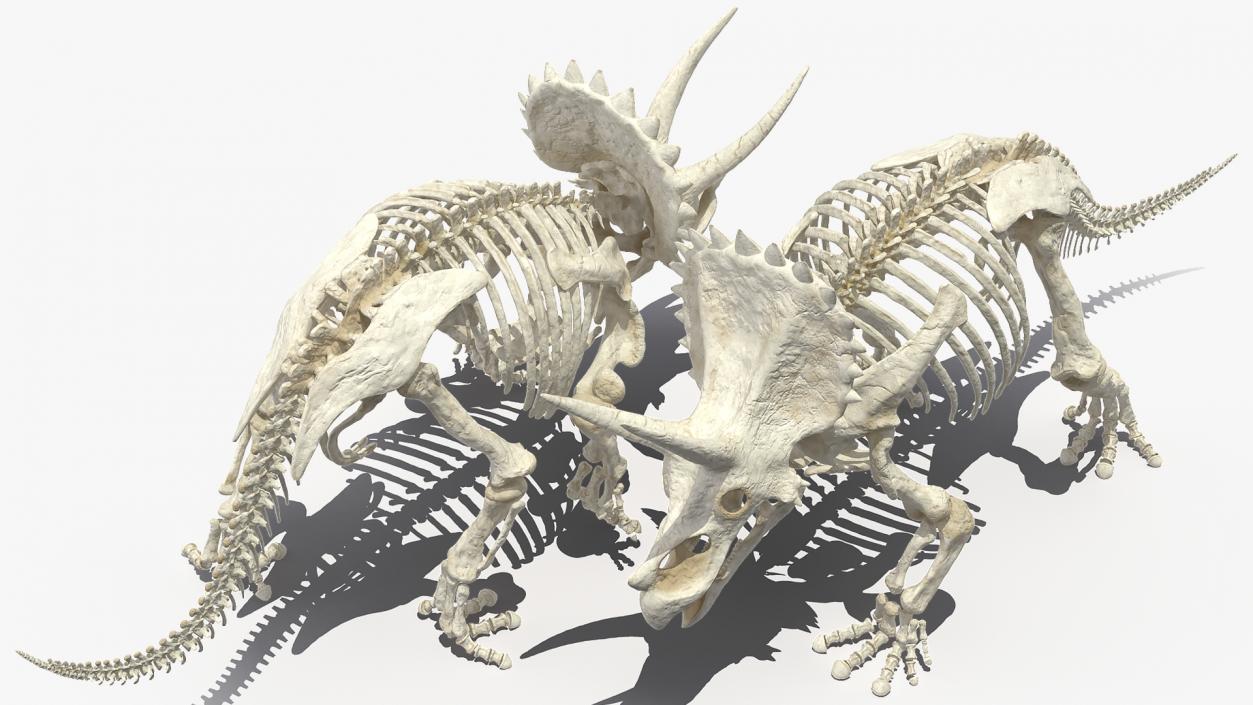 Triceratops Horridus Skeleton Walking Pose 3D