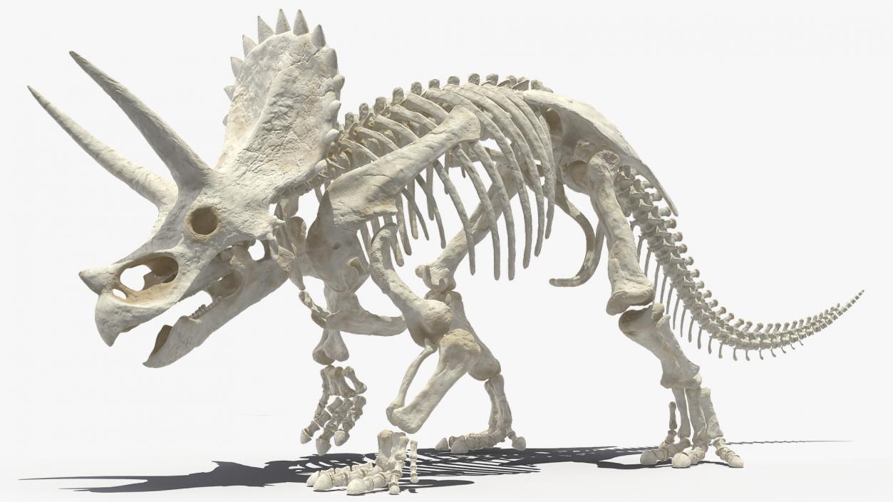 Triceratops Horridus Skeleton Walking Pose 3D